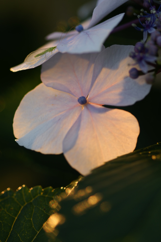 夕日の紫陽花