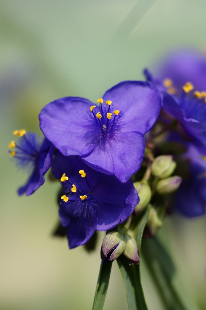 紫の花３