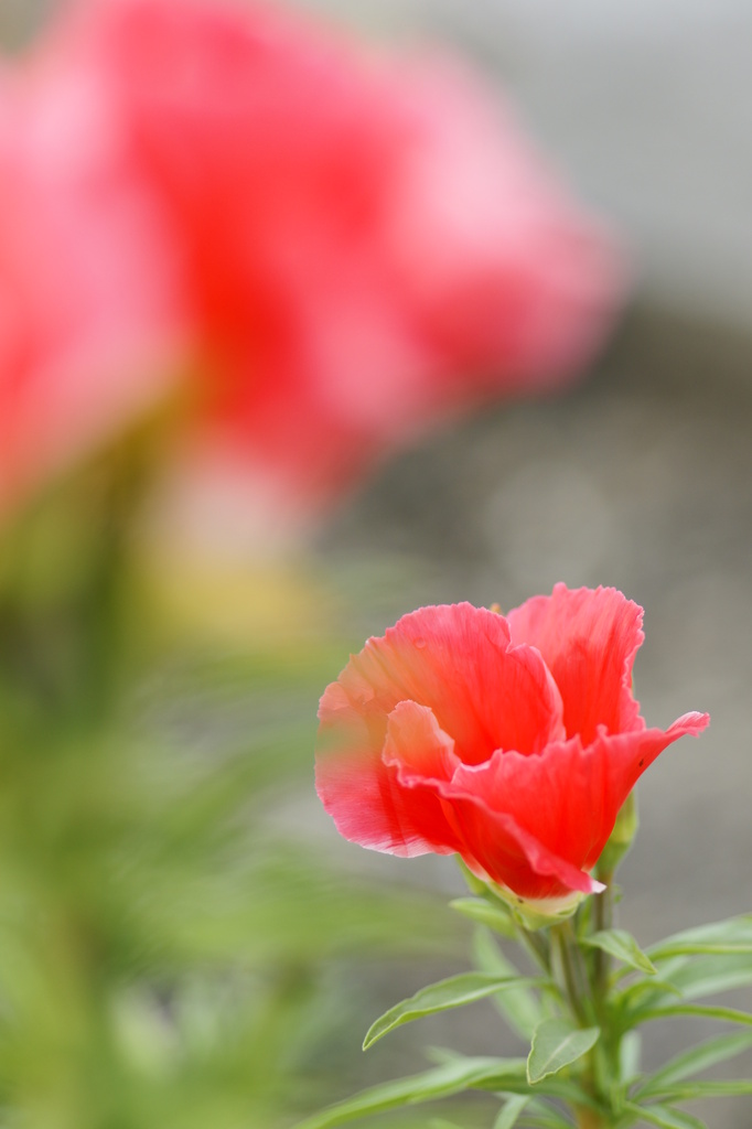花５