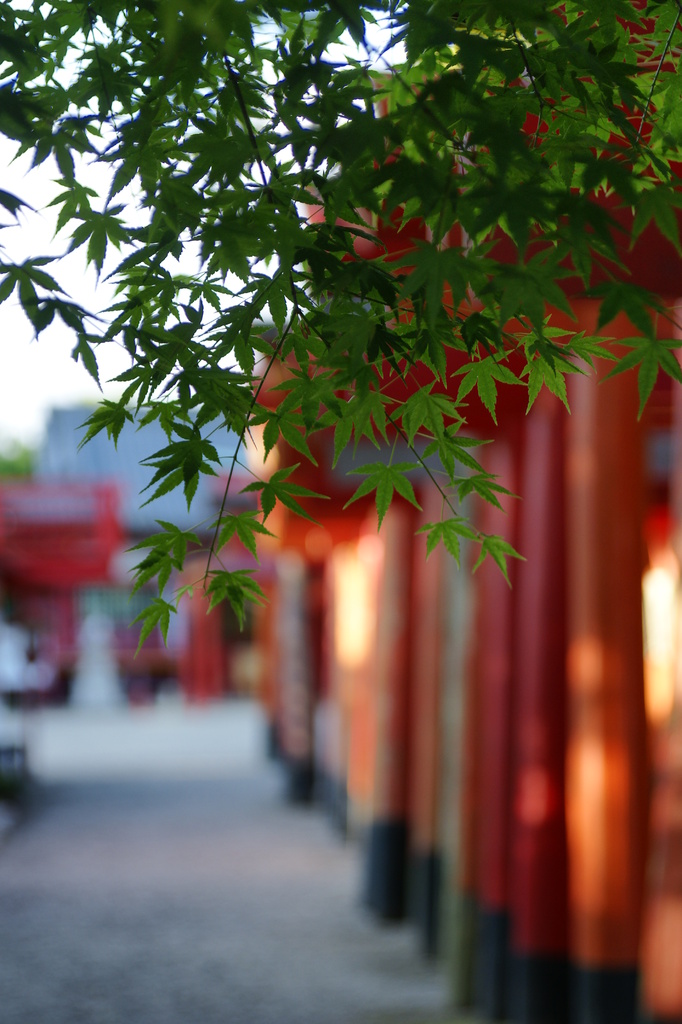 神社の緑