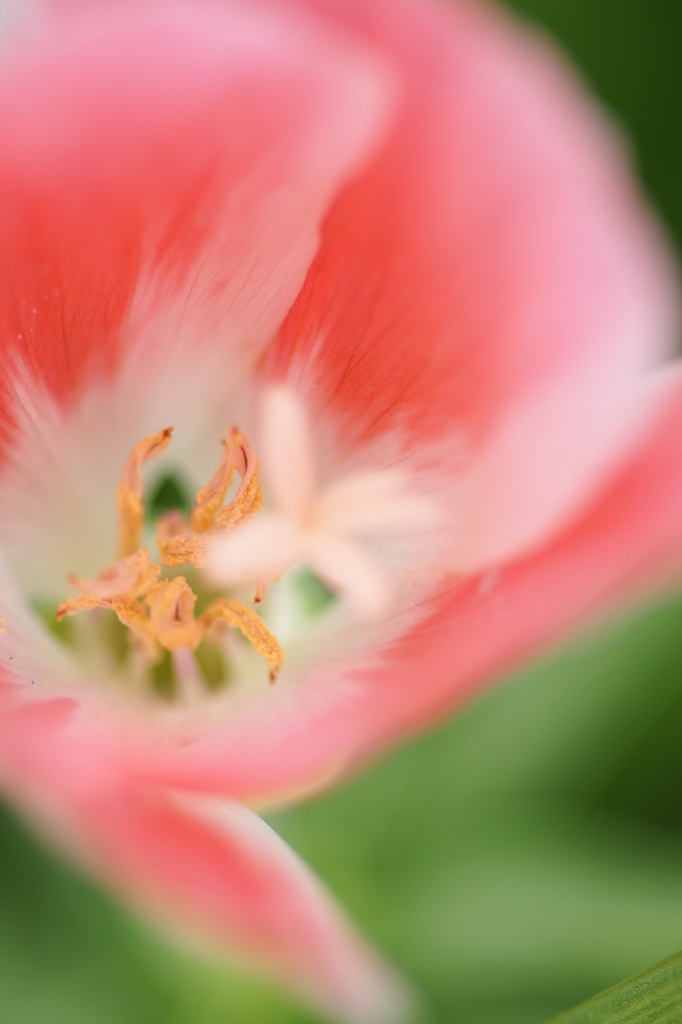花10