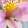 花９