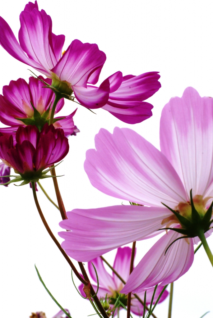 秋桜