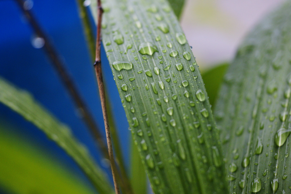 雨の日