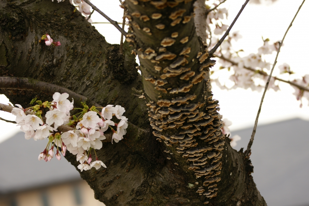 桜