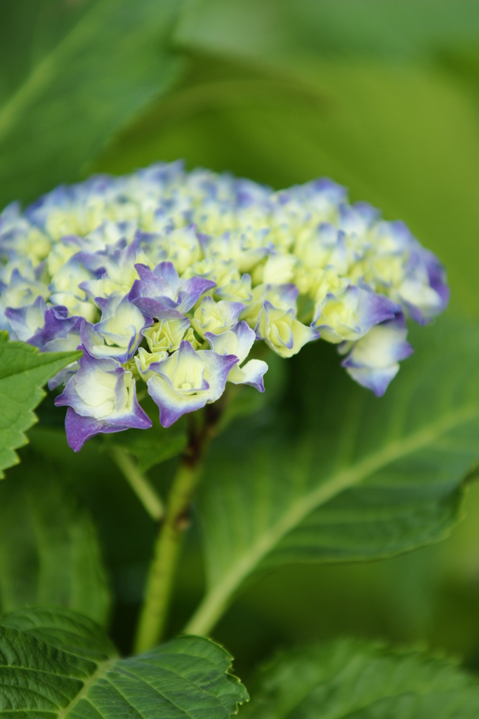 紫陽花