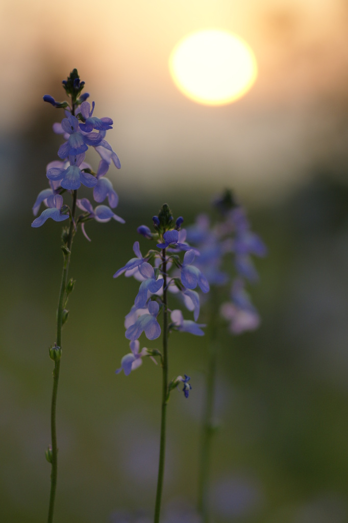 夕日