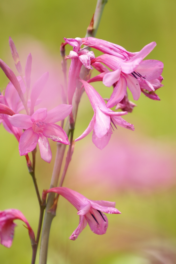 花４