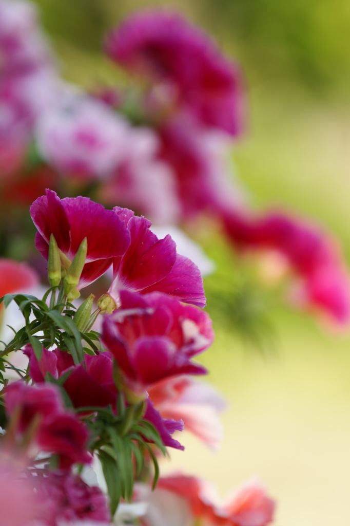 旬の花