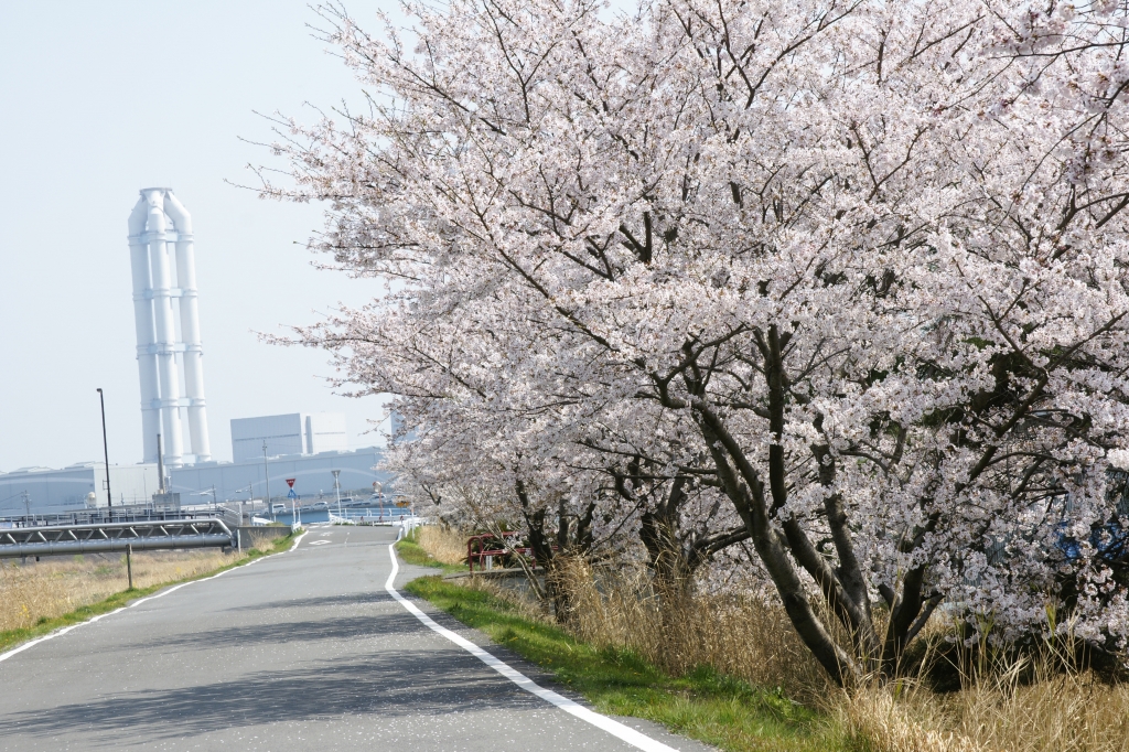 桜の見納め