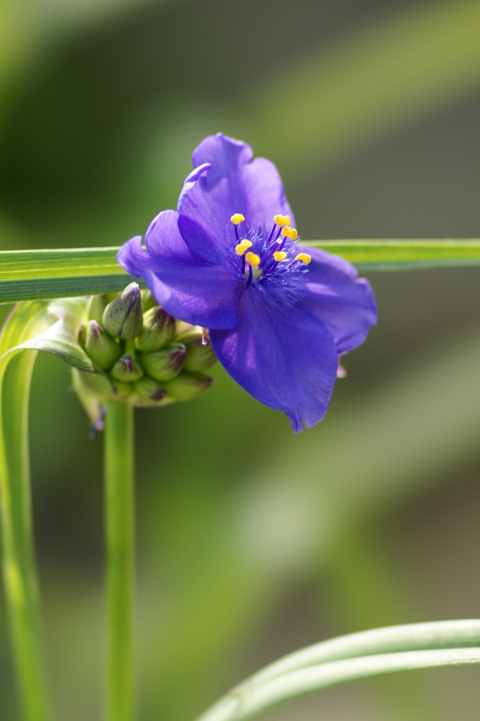 紫の花２