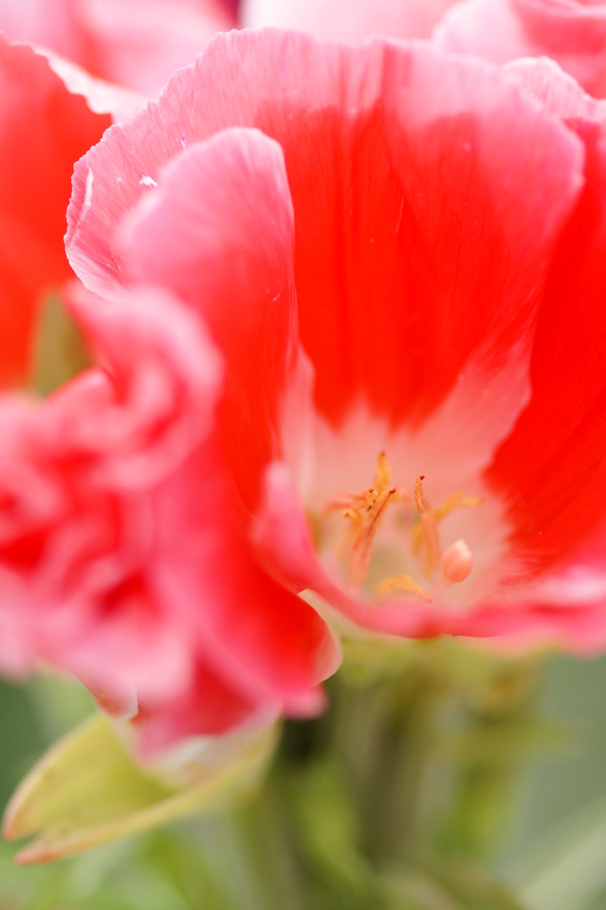 花８