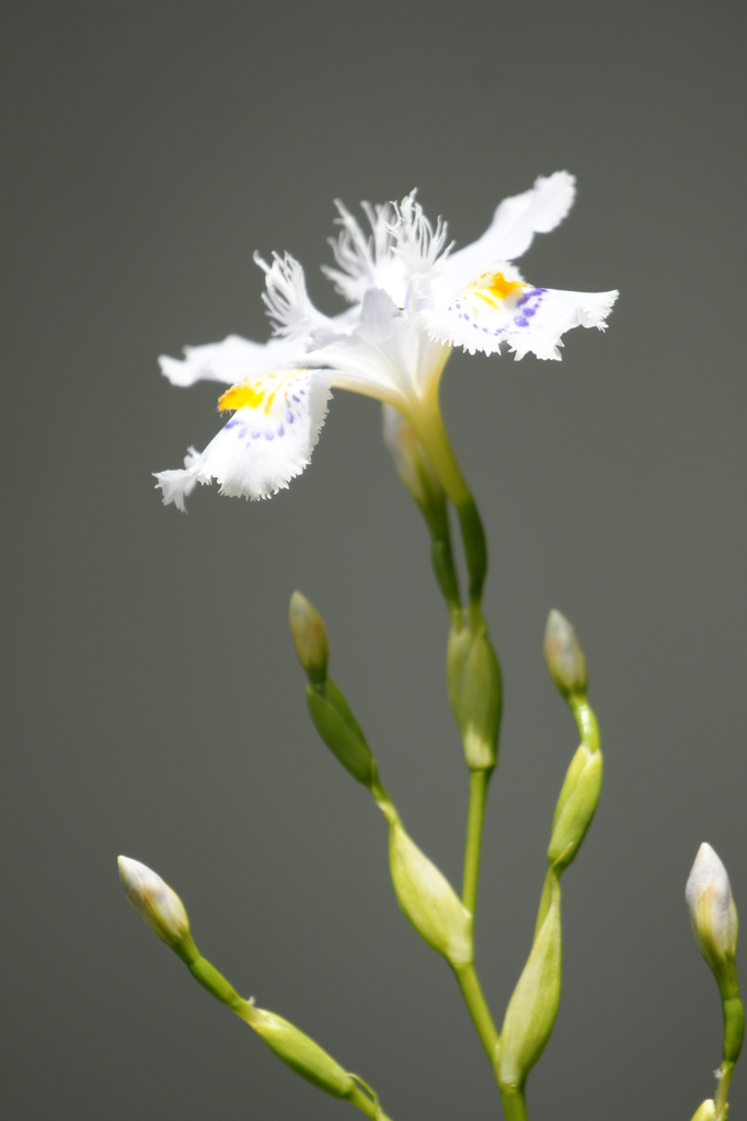 手に花が咲いたよ