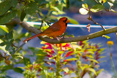 Oriole（コウライウグイス）