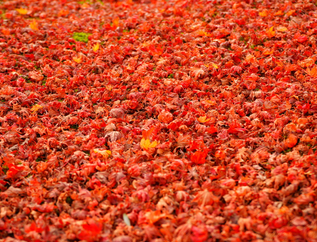 Orange Crispy Carpet