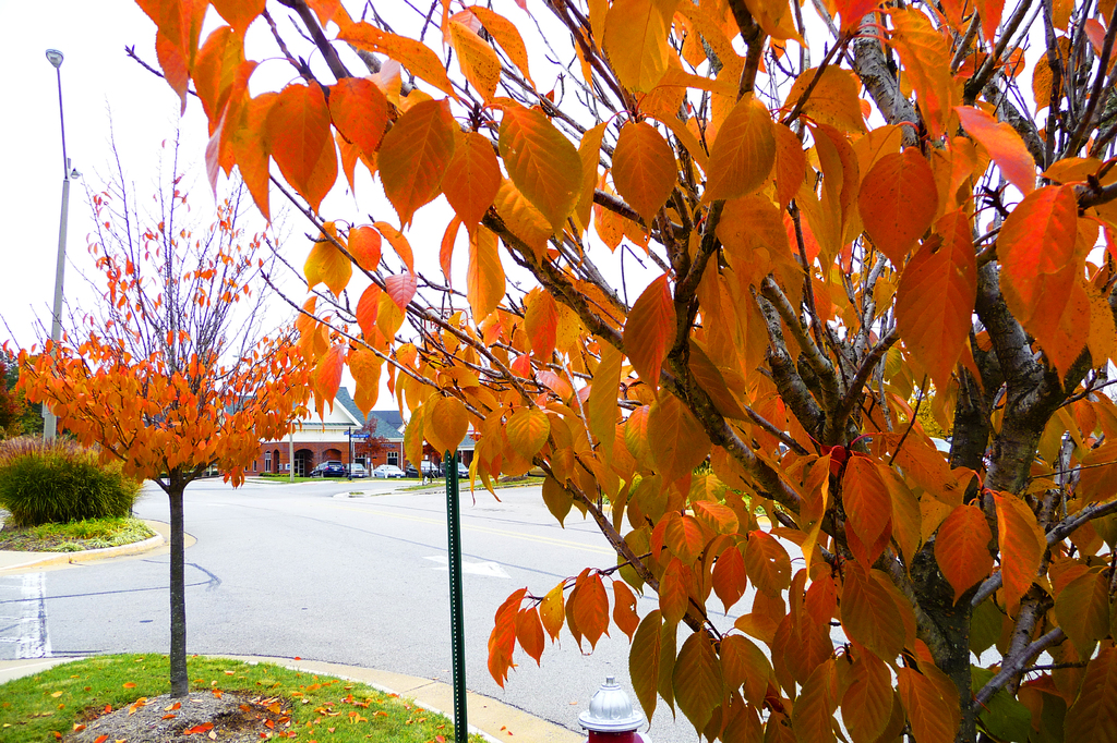 紅葉 Lorton Station