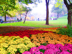 Autumn colors in Central Park