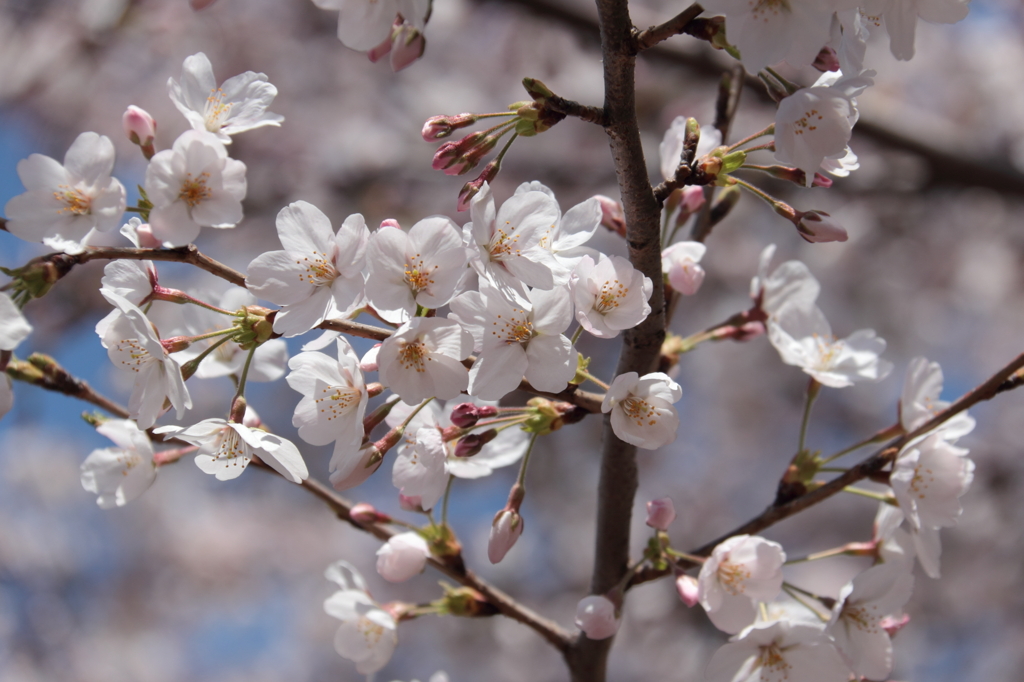 今年の桜