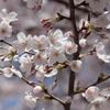 今年の桜