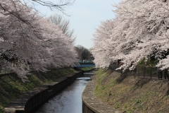 善福寺川緑地