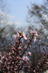 笛吹川フルーツ公園