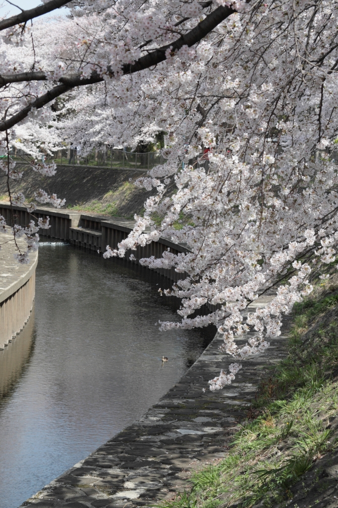 善福寺川緑地