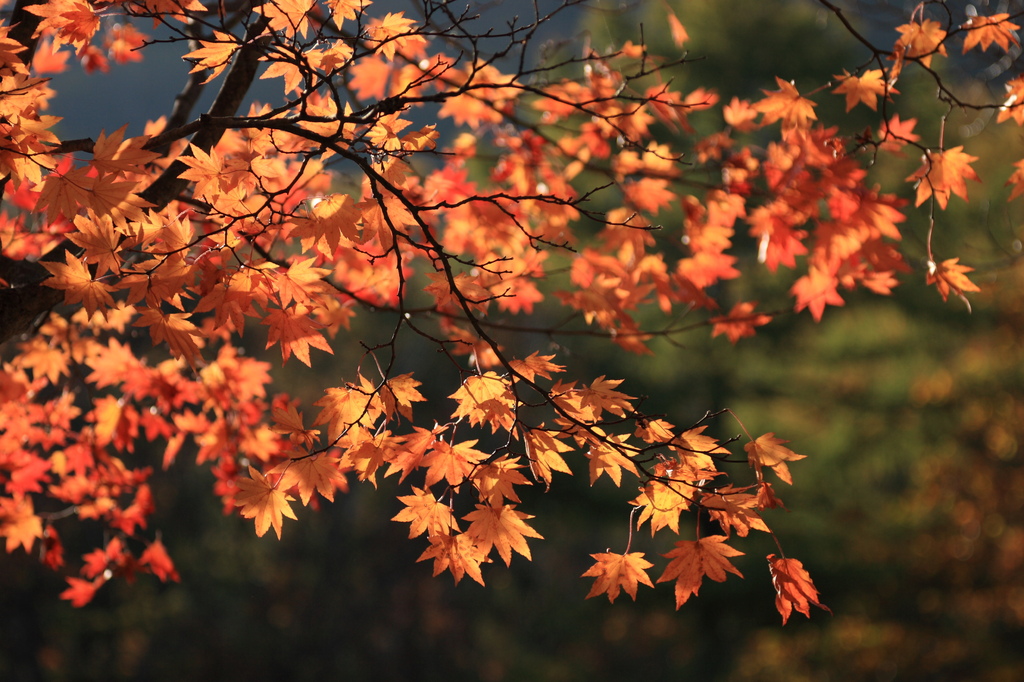 紅葉