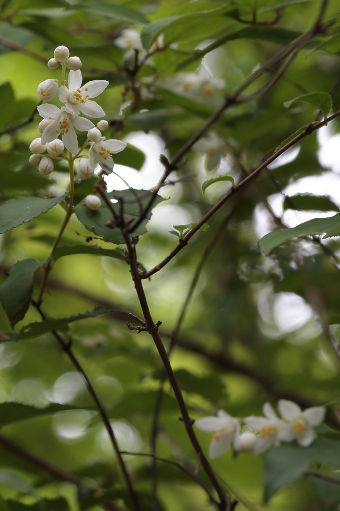 高尾山で見つけた花