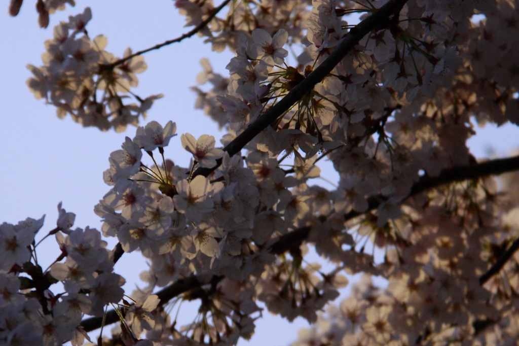 夜明けの桜