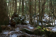 青木ヶ原樹海遊歩道