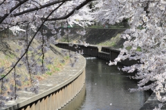 善福寺川緑地