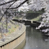 善福寺川緑地
