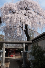 小金井市関野町