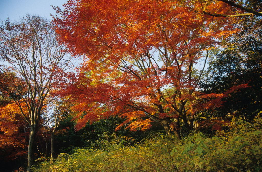 昭和記念公園