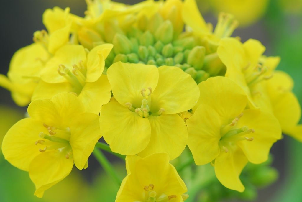 菜の花