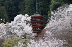 長谷寺　五重塔