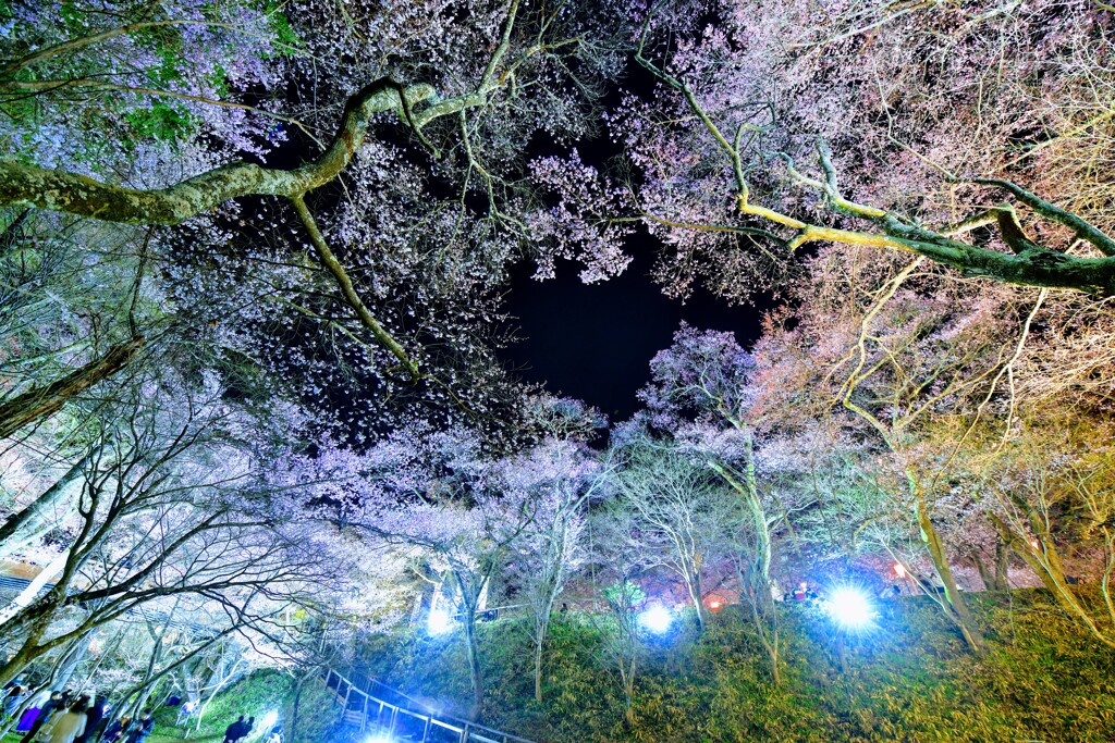 高遠城址公園の桜