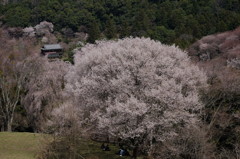 吉野　2014/4/7