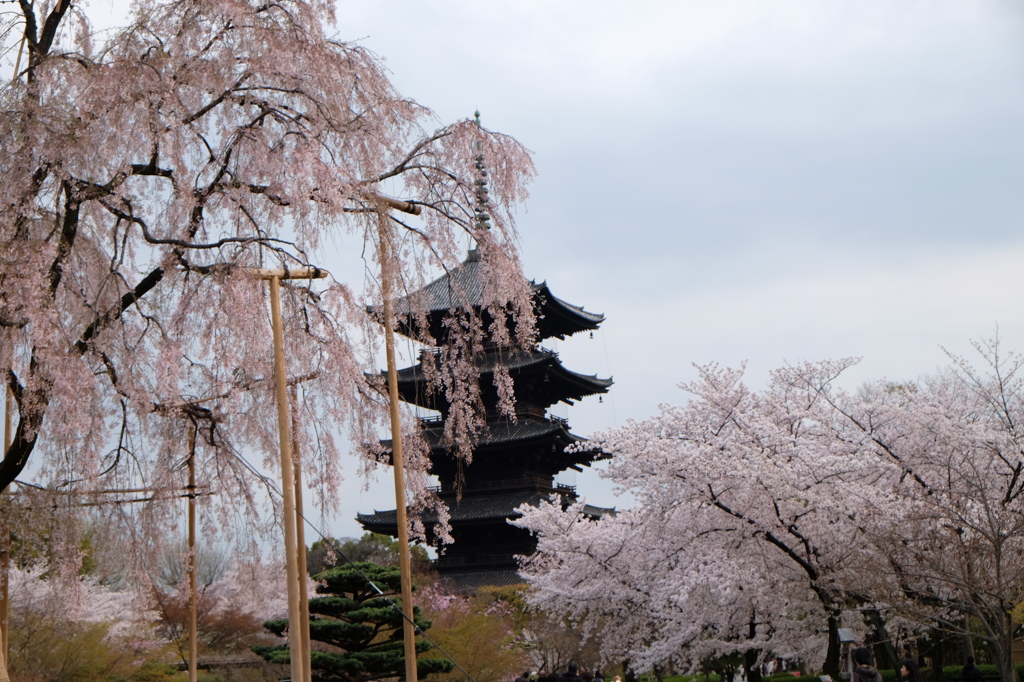 東寺　五重塔