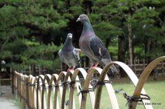 素敵な昼下がり