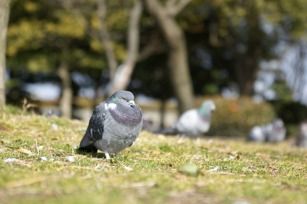 鳩ぽっぽ