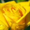 薔薇