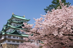 名古屋城と桜