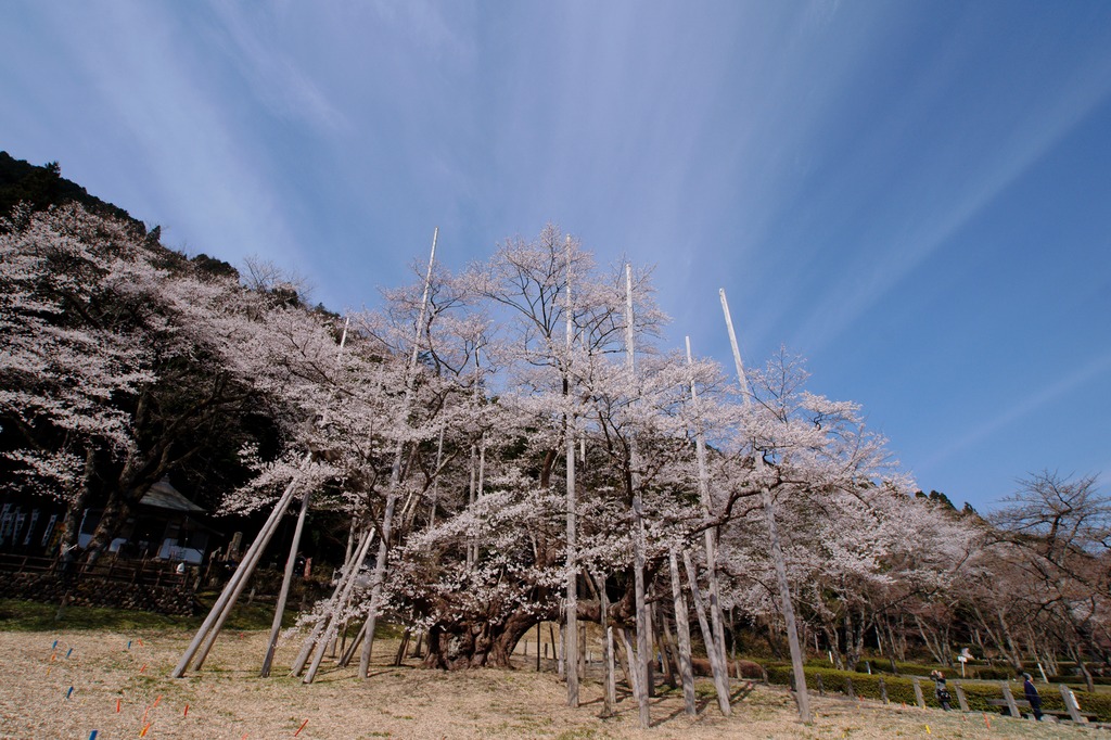 薄墨桜