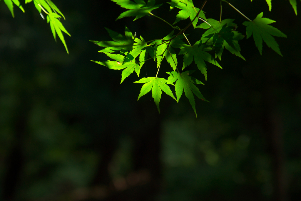 滋賀・百済寺