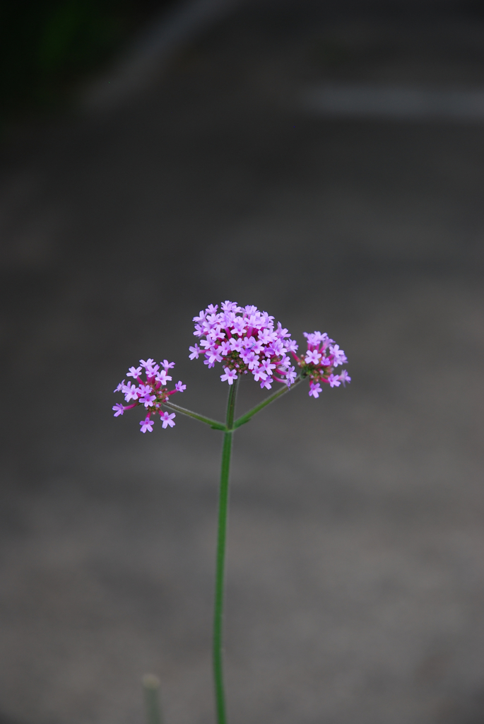 はな