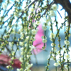安八　百梅園にて