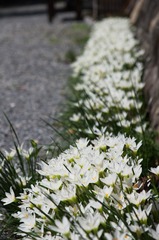 岐阜県　川原町にて