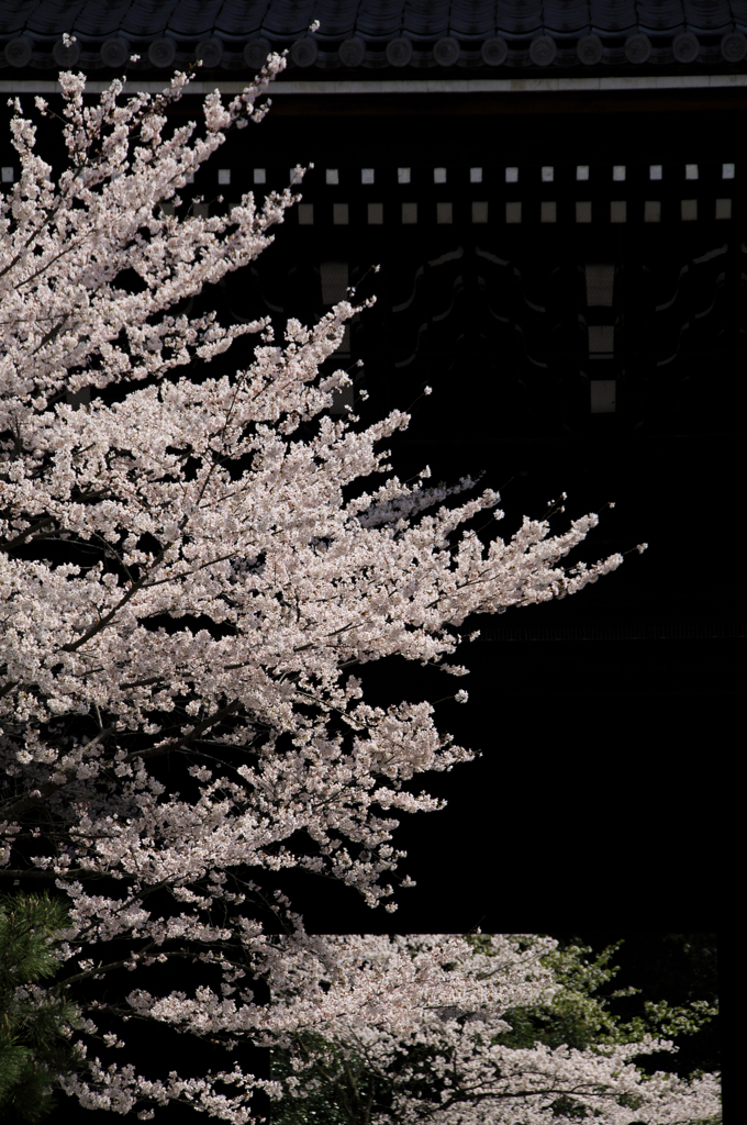 知恩院