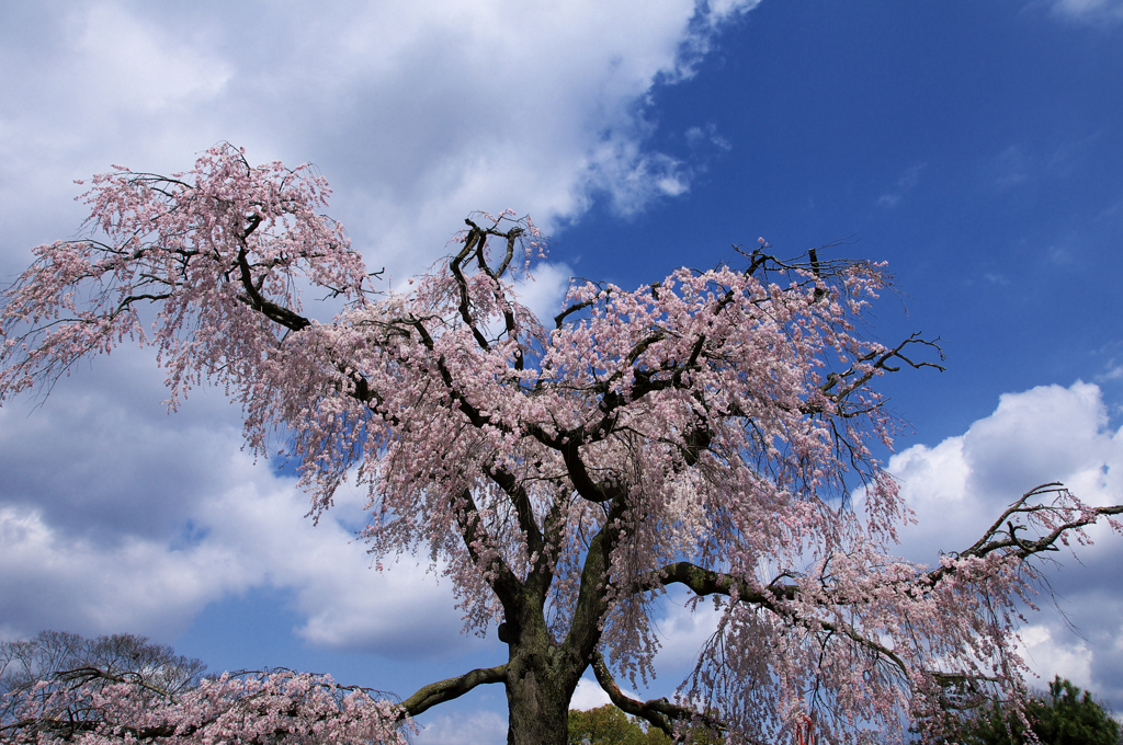 円山公園